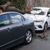 Park halindeki otomobillerin üzerine ağaç düştü