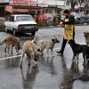 Kedi ve köpekler yolunu gözlüyor Kedi ve köpekler yolunu gözlüyor
