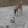 Karaman'da yılan ile köpeğin kavgası Karaman'da yılan ile köpeğin kavgası