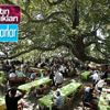 Tarihe tanıklık eden çınarlar Tarihe tanıklık eden çınarlar