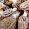Bu mantarın kilosu 300 lira Bu mantarın kilosu 300 lira