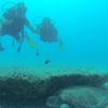 Sualtı tutkunlarının gözdesi Kekova Sualtı tutkunlarının gözdesi Kekova