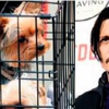 Depp'in köpekleri sınır dışı edildi Depp'in köpekleri sınır dışı edildi