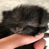 İki yüzlü kedi yavrusu Duo hayata tutunmaya çalışıyor İki yüzlü kedi yavrusu Duo hayata tutunmaya çalışıyor