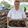 Simavlı vişne üreticisi dertli Simavlı vişne üreticisi dertli