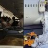 Pasifik Okyanusu’nda şeffaf ahtapot görüldü