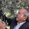 Tariş, zeytinyağı alımlarına başladı Tariş, zeytinyağı alımlarına başladı