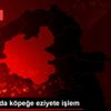 Erzurum da köpeğe eziyete işlem