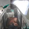 Ebola'yı yendiler, sıra koronada Ebola'yı yendiler, sıra koronada