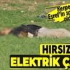 Adıyaman’da hırsız Eşref, çıktığı elektrik direğini kerpeten ile keserken akıma kapılarak öldü