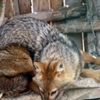 Zehirlenen çakal Lisinia'da tedavi edildi Zehirlenen çakal Lisinia'da tedavi edildi