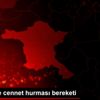 Denizli de cennet hurması bereketi Denizli de cennet hurması bereketi