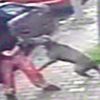 Pitbull dehşetine ilk duruşmada beraat Pitbull dehşetine ilk duruşmada beraat