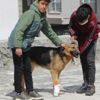 İşkence edilen köpeğe çocuklar sahip çıktı İşkence edilen köpeğe çocuklar sahip çıktı