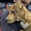 Yavru köpeği ezip, yoluna devam etti