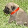 Kangal köpeğine 'tescil' şoku