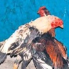 Horoz kumarı Horoz kumarı