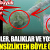 ﻿Yengeçler, balıklar ve yosunlar oksijensizlikten böyle ölüyor