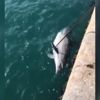 ﻿Karaköy'de üzerinde ağ izleri ve kurşun delikleri olan ölü yunus bulundu. Vicdansız ahlaksızlar