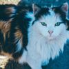 Gizemli kedi hastalığı ülkeyi karıştırdı