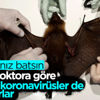 Çinli doktor: Yarasaların taşıdığı başka koronavirüsler de olabilir Çinli doktor: Yarasaların taşıdığı başka koronavirüsler de olabilir