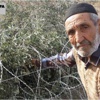 Zeytinlikler talana açılıyor