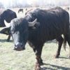 Japonlar manda görmek için geldi Japonlar manda görmek için geldi