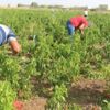 İstediği fiyata satamayınca tonlarca biberi vatandaşlara bıraktı İstediği fiyata satamayınca tonlarca biberi vatandaşlara bıraktı