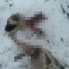 Liselinin öldüğü ilçede, bu kez köpekler saldırdıkları köpeği parçalayıp yedi