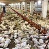 Malatya'da çiftlikteki 35 bin tavuk telef oldu Malatya'da çiftlikteki 35 bin tavuk telef oldu