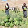 'Yetişmez' denilen Sivas'ta, 150 ton karpuz hasadı 'Yetişmez' denilen Sivas'ta, 150 ton karpuz hasadı