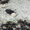 Manavgat’ta yangın: 10 dönümden fazla alan zarar gördü Manavgat’ta yangın: 10 dönümden fazla alan zarar gördü