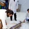 Türkiye Sularında İlk Kez Görüldü Türkiye Sularında İlk Kez Görüldü