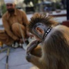 Pakistan'da Maymun Terbiyeciliği Pakistan'da Maymun Terbiyeciliği