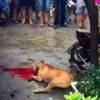 Çin’de pitbull dehşeti Çin’de pitbull dehşeti