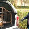 3 köpeğin öldürülmesine ilişkin personeller açığa alındı 3 köpeğin öldürülmesine ilişkin personeller açığa alındı