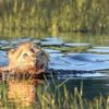 Komodo ejderinin korkunç av yöntemi Komodo ejderinin korkunç av yöntemi