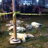 Köpekleri zehirleyen şüphelilere tutuklama talebi