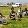 Aydın’da köpekler podyuma çıktı Aydın’da köpekler podyuma çıktı