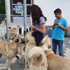 İlçe ilçe gezip, sokak hayvanlarını beslediler İlçe ilçe gezip, sokak hayvanlarını beslediler
