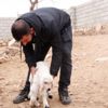 Diyarbakır'da 6 bacaklı kuzu dünyaya geldi. Köylüler tedirgin kameraya alan şaşkın Diyarbakır'da 6 bacaklı kuzu dünyaya geldi. Köylüler tedirgin kameraya alan şaşkın
