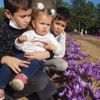 Safran tarlası turist akınına uğruyor Safran tarlası turist akınına uğruyor