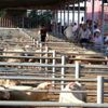 Edirne de kurban hareketliliği başladı Edirne de kurban hareketliliği başladı