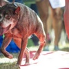 Dünyanın en çirkin köpeği seçildi Dünyanın en çirkin köpeği seçildi