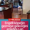Engelli köpeğin gezme mutluluğu
