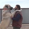 Anadolu aslanı Sivas kangalları çiftliklerde özel eğitiliyor! Kangal köpekleri nasıl beslenir?