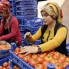 Domates sıfır çekti Domates sıfır çekti