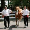TİGEM 249 tay satacak TİGEM 249 tay satacak