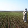 Irak'ta kuraklık tarım sektörünü vurdu Irak'ta kuraklık tarım sektörünü vurdu