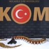 Tokat'ta 300 tarihi sikke ele geçirildi